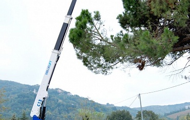 Стрижка деревьев